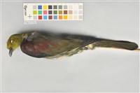 藏品(綠鳩)的圖片